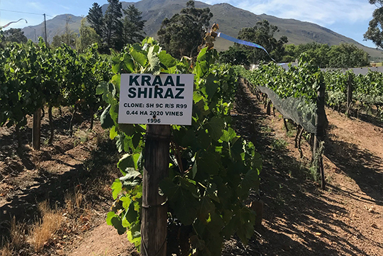 shiraz-field-2