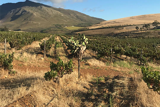 shiraz-field-3